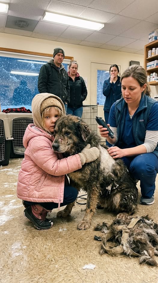 In the Middle of a Freezing Blizzard Night, a 5-Year-Old Girl Refused to Let Go of a Terrifying Scarred Stray Dog Everyone Else Was Afraid Of!