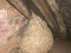Unexpected Attic Discovery Leaves Homeowner Amazed