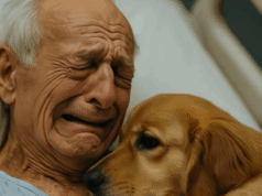 The doctors allowed the dog to enter the room to say goodbye to his owner – a few hours later, the nurse walked in and screamed in horror