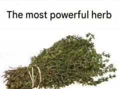 THE MOST POTENT HERB THAT DESTROYS PARASITES, URINARY TRACT!!!