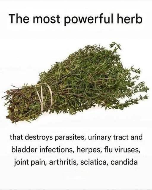 THE MOST POTENT HERB THAT DESTROYS PARASITES, URINARY TRACT & BLADDER INFECTIONS, HERPES, AND FLU VIRUSES Full article below.