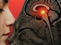 The Surprising Reasons Cats Love Sleeping Beside Their Owners