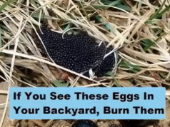 Found These Eggs in Your Yard? Here’s What You Need to Know