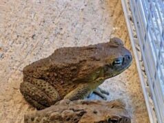 The Hidden Meaning Behind the Toad in Your Home and Why You Should Never Shoo It Away
