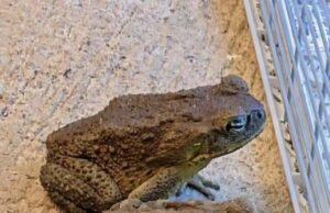 The Hidden Meaning Behind the Toad in Your Home and Why You Should Never Shoo It Away