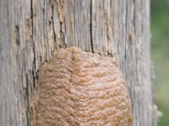 Found this hard, foam-like brown structure attached to a fence post in the backyard. I was about to scrape it off but hesitated. What is it?
