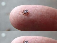 The Tiny Spotted Parasite That Could Change Your Life and the Urgent Steps You Must Take After a Bite
