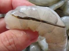 THE HIDDEN TRUTH ABOUT THE SHRIMP VEIN AND WHY YOU NEED TO KNOW WHAT YOU ARE REALLY EATING BEFORE YOUR NEXT SEAFOOD DINNER