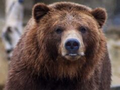 Bear Caesar Finally Freed After Years In Cruel Torture Vest!!