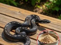 Natural Snake Repellents That Actually Work How To Keep Slithering Visitors Away Using Secrets From Your Kitchen
