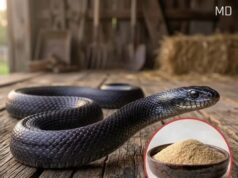 7 Natural Scents That May Help Keep Snakes Away—Plus Safe Tips for Long-Term Prevention