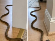 The Terrifying Secret About Snakes In Your House And Exactly What You Must Do Immediately