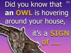 The Fascinating Reason Owls Visit Quiet Neighborhoods After Dark