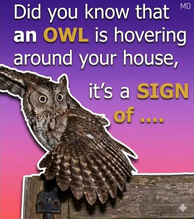 Did you know that an OWL is hovering around your house when ... See more in c0mments 👇