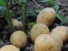 Doctors reveal that eating potatoes causes