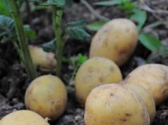 Doctors reveal that eating potatoes causes