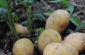 Doctors reveal that eating potatoes causes