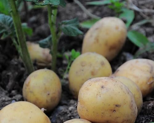 Doctors reveal that eating potatoes causes