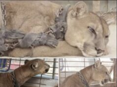 Circus lion released after being locked up for 20 years