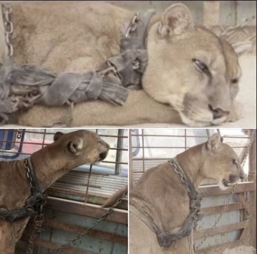 For 20 years, this mountain lion was chained up – now watch his reaction when gets rescued...