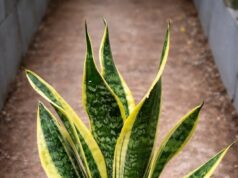 Why Millions of People Are Buying This One Common Houseplant Believing It Will Instantly Bring Wealth Luck and Clean Air Only to Discover the Shocking Reality of the Green Myth