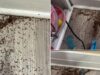 Mother asks internet for help after finding mysterious piles of ‘brown bits’ in daughter’s bedroom