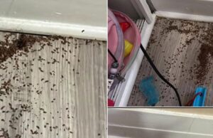 Mother asks internet for help after finding mysterious piles of ‘brown bits’ in daughter’s bedroom