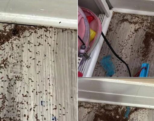 Mother asks internet for help after finding mysterious piles of ‘brown bits’ in daughter’s bedroom