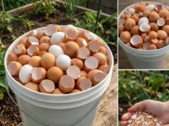 17 Creative Ways to Reuse Eggshells at Home