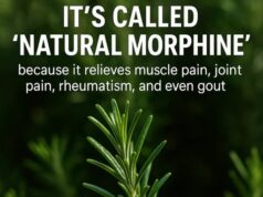 The Secret Ancient Herb For Protection And Memory That Is Making A Massive Comeback In Modern Homes