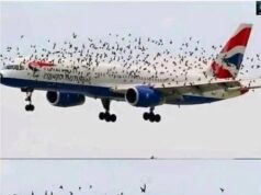 The Mind Blowing Reason This Terrified Pilot Burst Into Tears After An Emergency Landing Saved His Passengers From A Swarm Of Thousands Of Angry Birds
