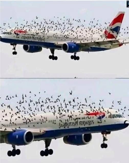 The pilot cried when he understood why the birds wouldn't leave him alo...See more