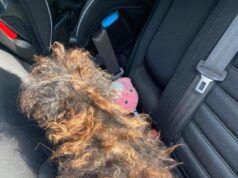 The Miraculous Rescue Of A Forgotten Dog Who Was Literally Fading Away Before Our Eyes
