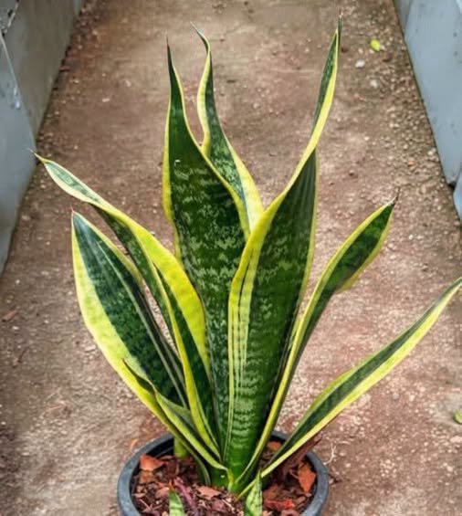 If you have this plant in your house, then you have... see more